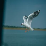 8 best places to explore in Chilika Lake