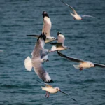 Explore Enchanting Chilika Lake The Refection of heaven