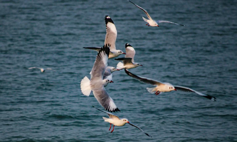 chilika tourism