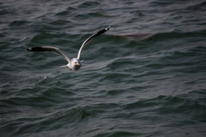 chilika satapada dolphin habitat
