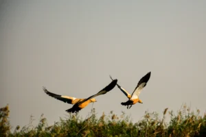 chilika satapada
