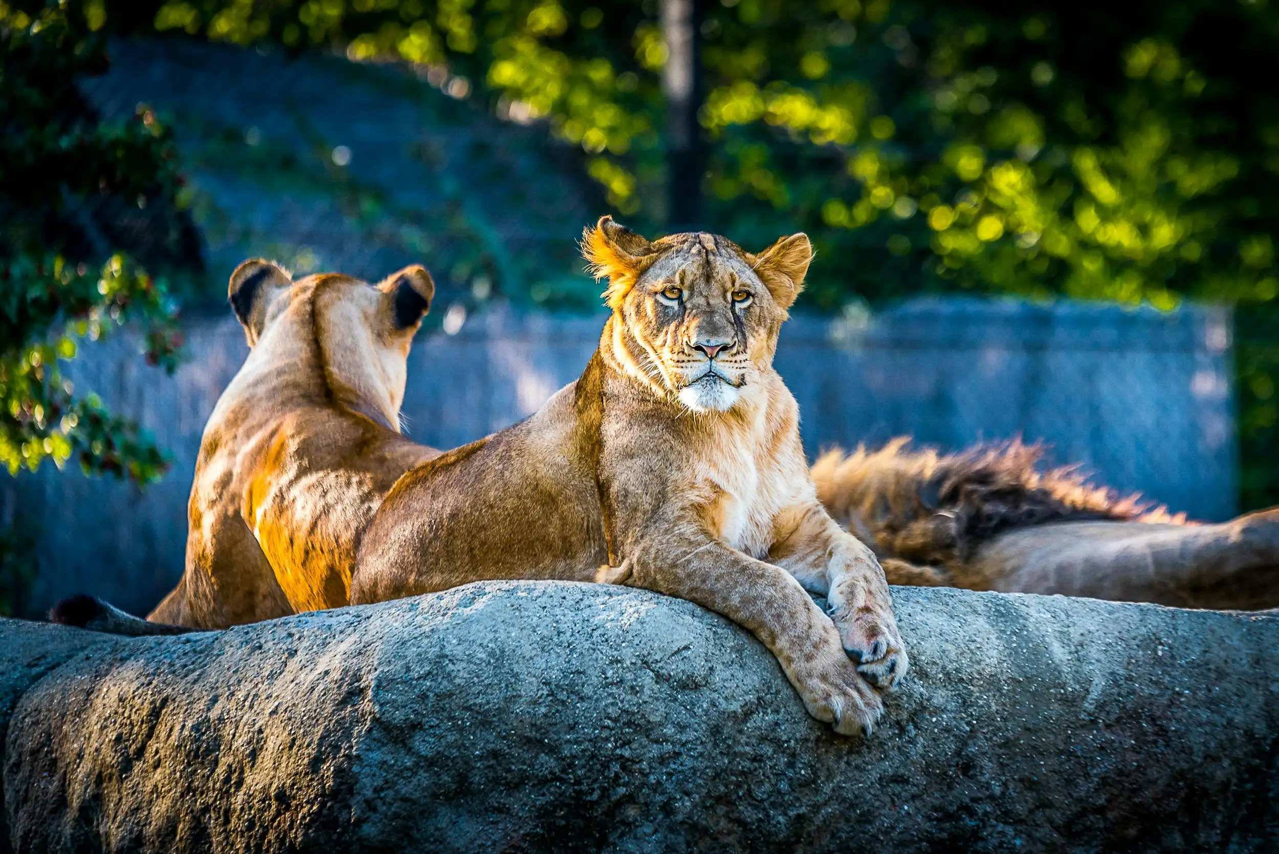 10 Best Things To Do in Tikarpada Wild Life Sanctuary
