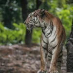 Satkosia: The Untamed Wilderness of Odisha