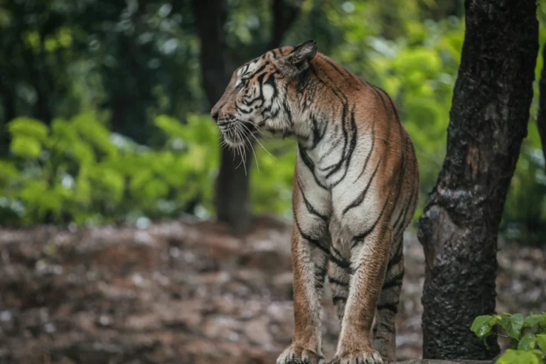 Satkosia tiger reserve