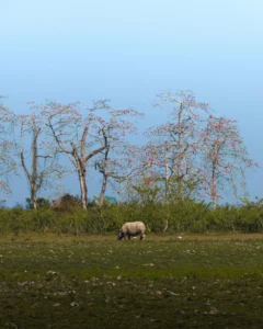 Kaziranga national park