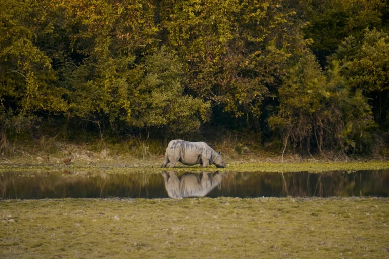 Kaziranga safari