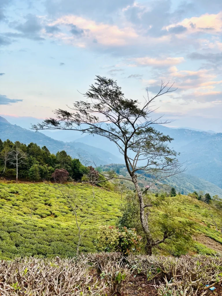 darjeeling tea garden