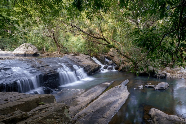 Macchakandana mayurbhanj