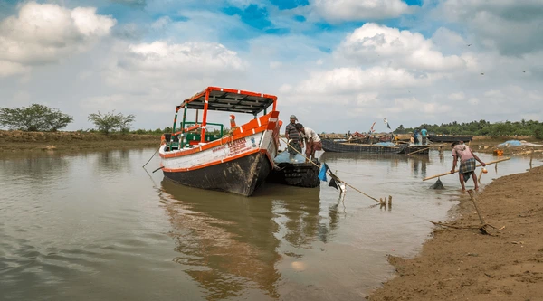 Bichitrapur Mangroove Forest