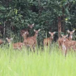 Kuldiha Wild Life Sanctuary, Balasore