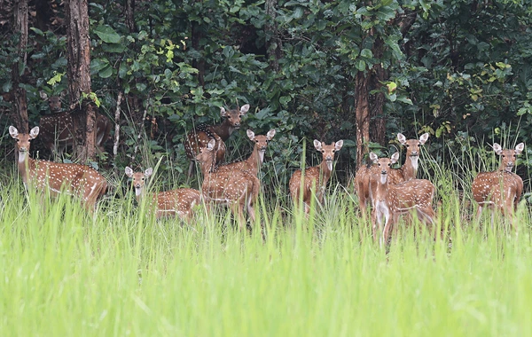 Kuldiha Wild Life Sanctuary, Balasore
