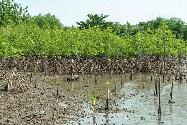 mangroove forest Bichitrapur