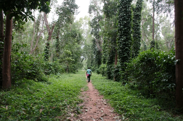 odisha wildlife sanctuary