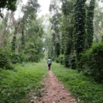 Coffee Garden- Daringbadi’s Aromatic Hills