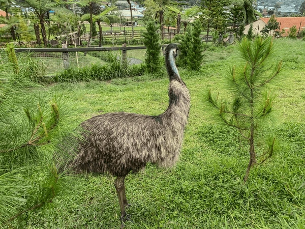 Emu farm