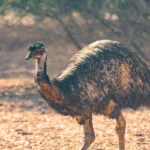Emu Farm Daringbadi- A Strange Encounter in the Hills
