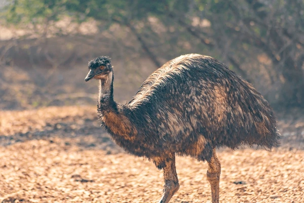 Emu Farm Daringbadi- A Strange Encounter in the Hills