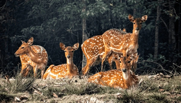 Deer spot Bhitarkanika