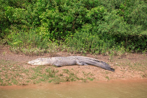 crocodile Bhitarkanika