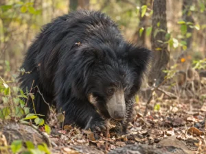 wildlife nayagarh