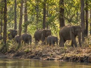 Bailsipalli wild life sanctuary