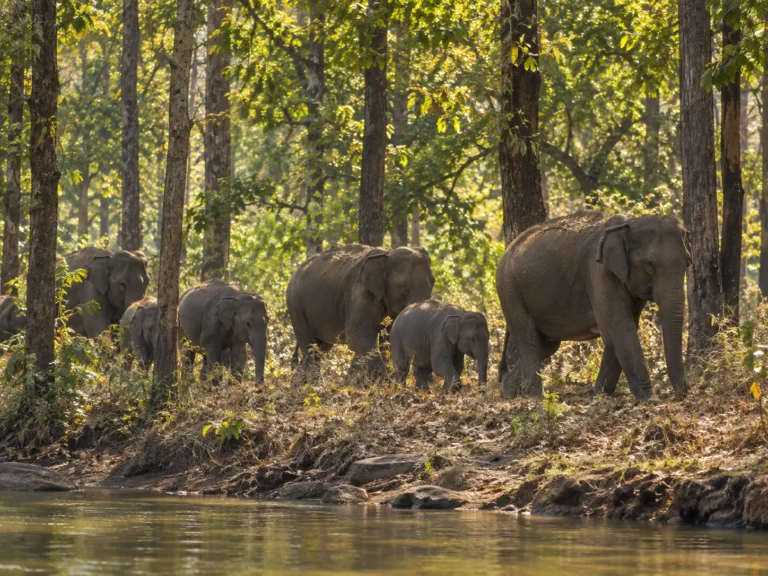 Bailsipalli wild life sanctuary