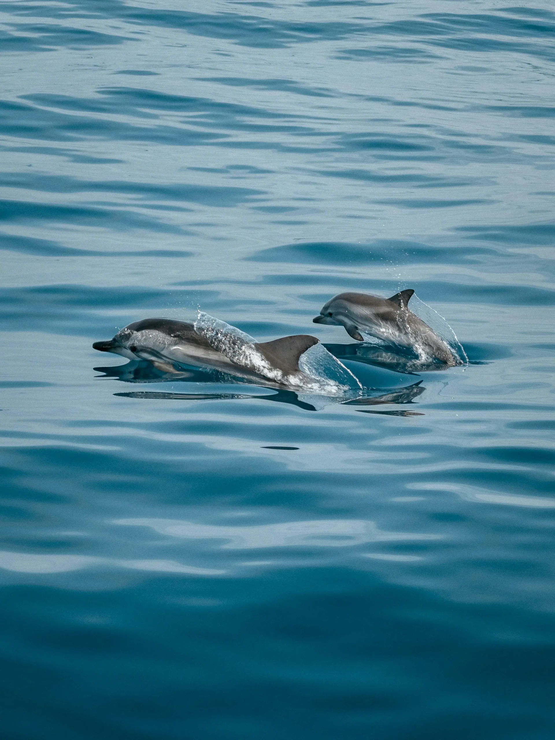 Satapada: The heaven for Irrawaddy dolphins