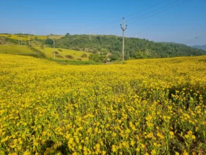 Tribal Museum showcasing Odisha tribal culture
