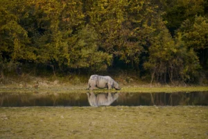 Kaziranga safari