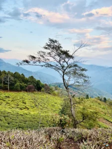darjeeling tea garden