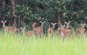 kuldiha balasore