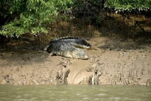 salt water crocodile