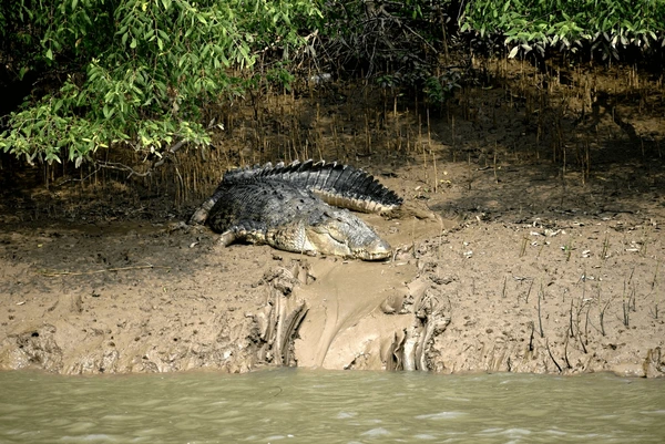 Bhitarkanika National Park Kendrapara